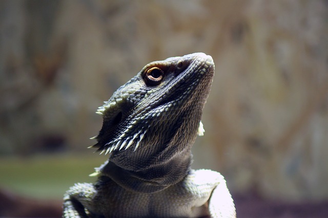 Pogona Vitticeps di colore grigio