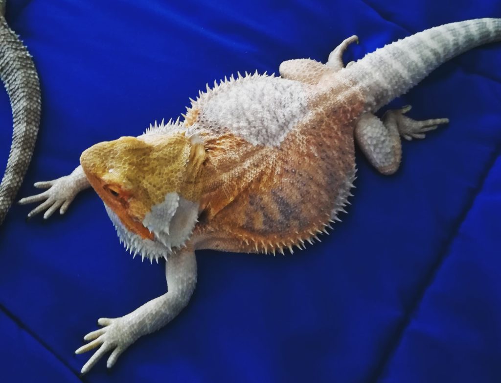 Pelle pogona durante la muta